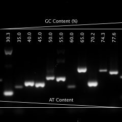 VeriFi® Hot Start Polymerase