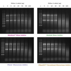 RiboShield™ RNase Inhibitor