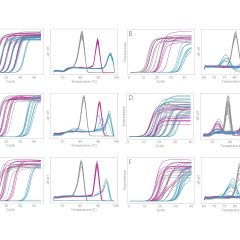 VeriFi® Library Amplification Mix