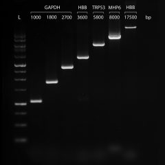 VeriFi® Hot Start Polymerase