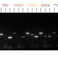 PCRBIO Taq DNA Polymerase
