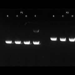 PCRBIO Ultra Polymerase