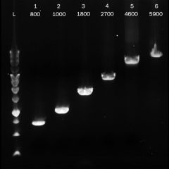 PCRBIO Ultra Polymerase