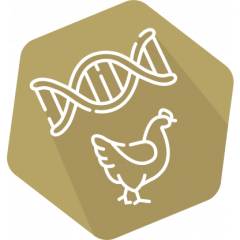 DNAnimal Ident Chicken IPC (LR)