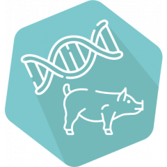 DNAnimal Ident Pork IPC