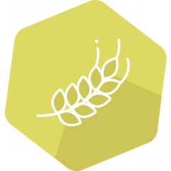 SENSISpec Spike Solution Gluten