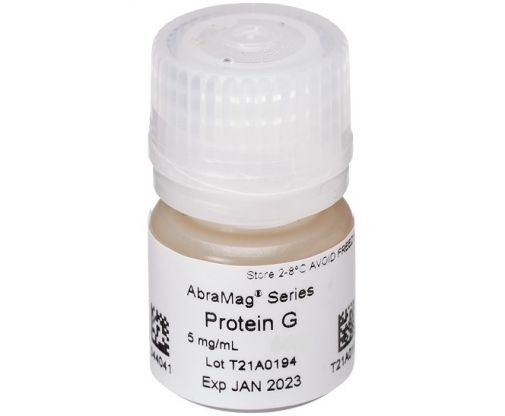 Skip to the beginning of the images gallery AbraMag Protein G Magnetic Beads, 1 mL sample size, 5 mg/mL
