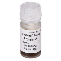 AbraMag Protein A Magnetic Beads, 5 mL, 5 mg/mL