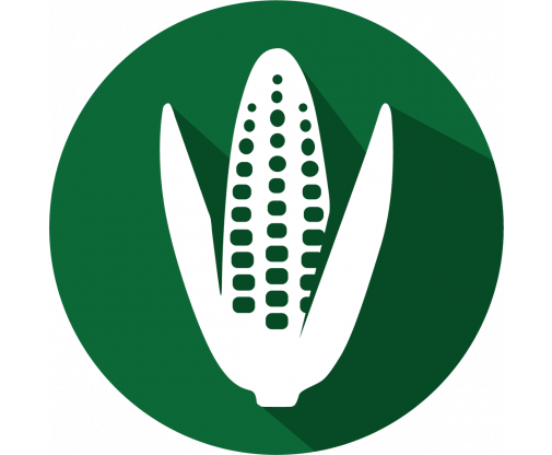 corn_green_20