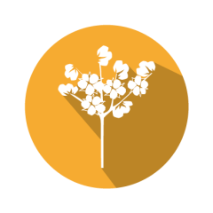 Cry1Ac LFS kit for Cotton and Soy