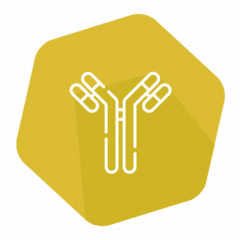 Conjugate Stabilizer/Diluent (HRP)