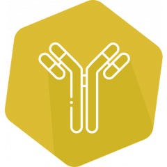 SENSISpec Fumonisin Rapid