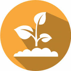 Cry1F LFS kit for Corn/Cotton