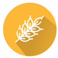 GMOIdent RT IPC (LR) Bt63 Rice Modification